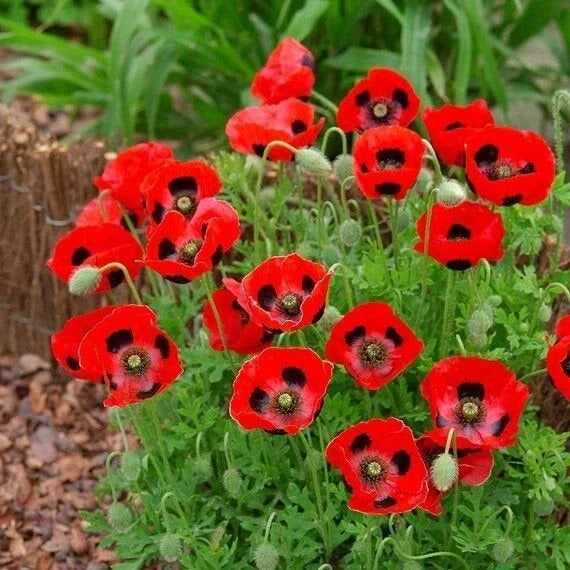 Lady Bird Poppy Seeds - 200+ Pack - Bright Red Flowers - Papaver Rhoeas - Non-GMO, USA Grown, Free Shipping