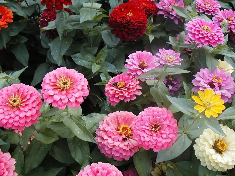 215 Seeds Lilliput Zinnia Mix - Fast Blooming Flower Seeds - Zinnia elegans - Compact Colorful Garden Flowers
