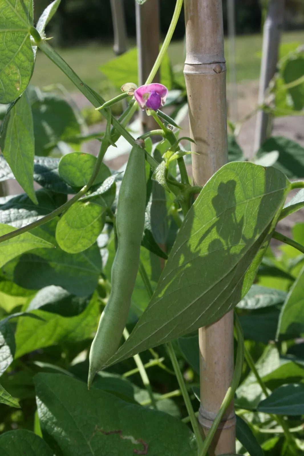 Black Turtle Bean Seeds | NON-GMO Shelling Dry Bean | Frijoles Negros | Phaseolus vulgaris | Heirloom Variety