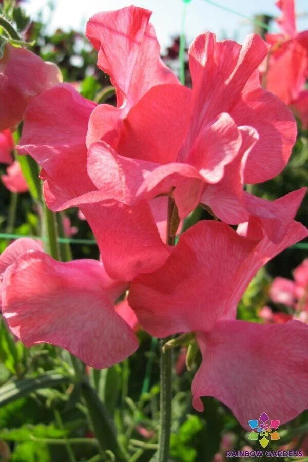 Sweet Pea Seeds - 50+ Pack - Fragrant Pastel Blooms - Lathyrus odoratus - Non-GMO Garden Flowers, USA Free Shipping