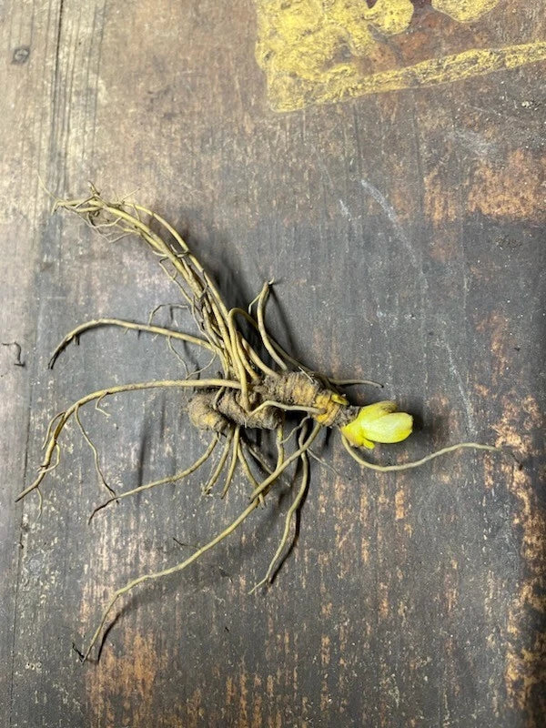 5 Goldenseal Roots (Hydrastis canadensis) β Live Medicinal Herb Plants | Native Shade Perennial | Bare Root Wild Ginseng Companion