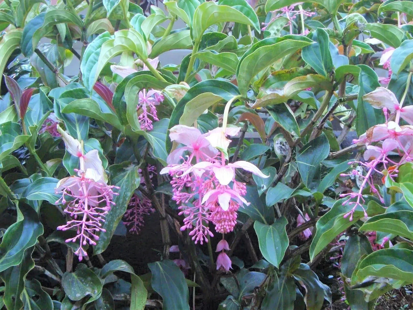 Royal Chandelier Medinilla Plant | Live Well-Rooted Starter | Rare Exotic Indoor Plant | Medinilla magnifica