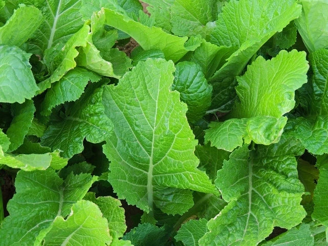 Mustard Seeds - 200 Count - Florida Broadleaf Variety - Brassica juncea - Non-GMO, Fast-Growing, Culinary Greens