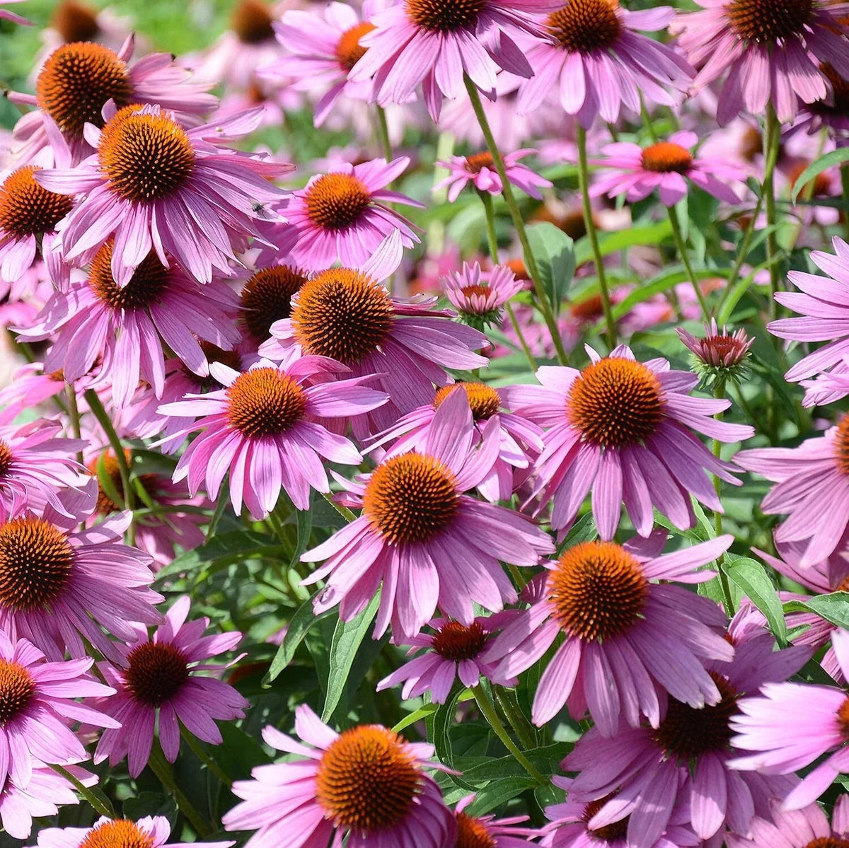 Echinacea Seeds 1000 Count Purple Coneflower Wildflower Seeds Echinacea purpurea Perennial Flower Garden Seeds