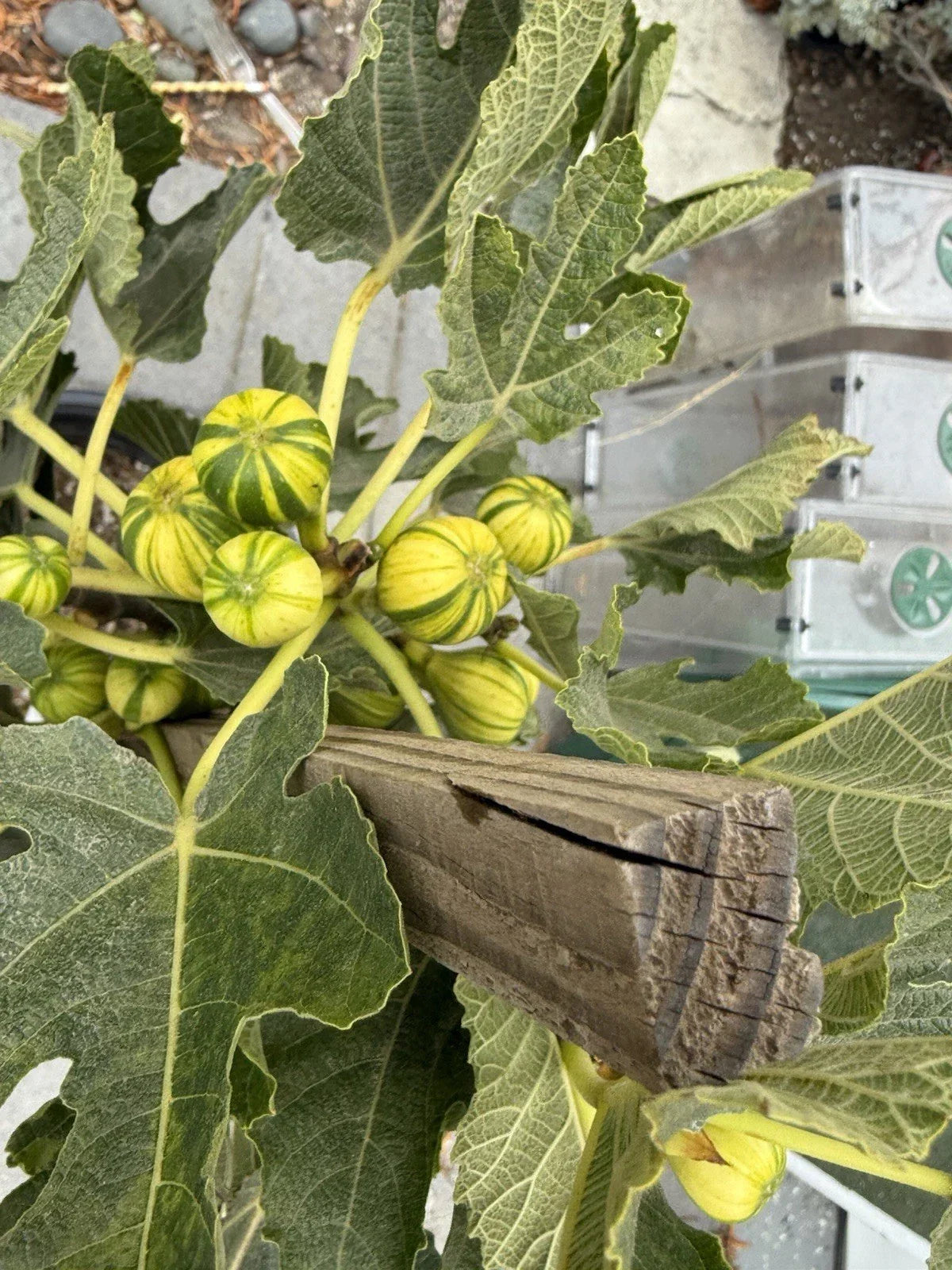 Panache Fig Live Plant - 5 Gallon - Fruit Bearing - Ficus carica 'Panache' - Striped Figs, Easy Care, Garden Favorite
