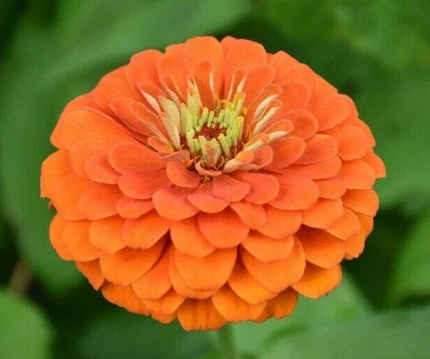Zinnia Flower Seeds - 100+ Orange King Annuals - Attracts Birds & Bees - Zinnia elegans