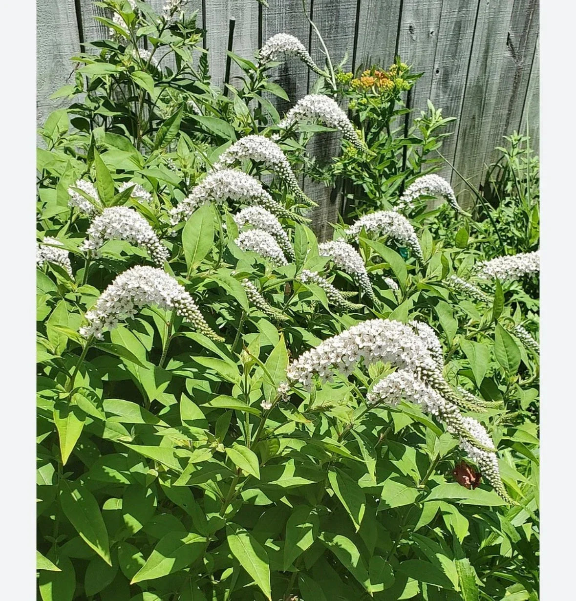 Gooseneck Loosestrife Perennial Plants - 10 Bare Roots - Yellow Flowers - Lysimachia clethroides - Low-Maintenance Garden Plants