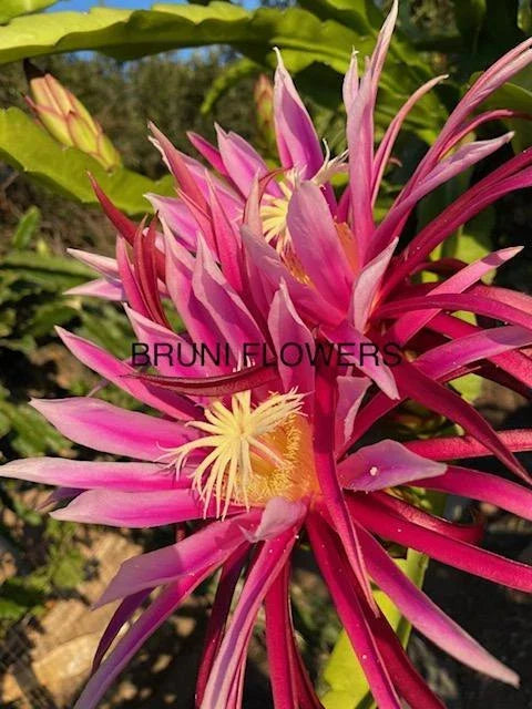 Bruni Dragon Fruit Cuttings 8"-12" | Hylocereus undatus | Exotic Tropical Cactus for Home Garden Propagation