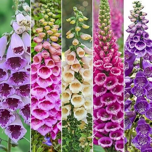Foxy Foxglove Seeds Packet 300 Mixed Colors Digitalis purpurea - Vibrant Flower Seeds for Garden & Pollinators