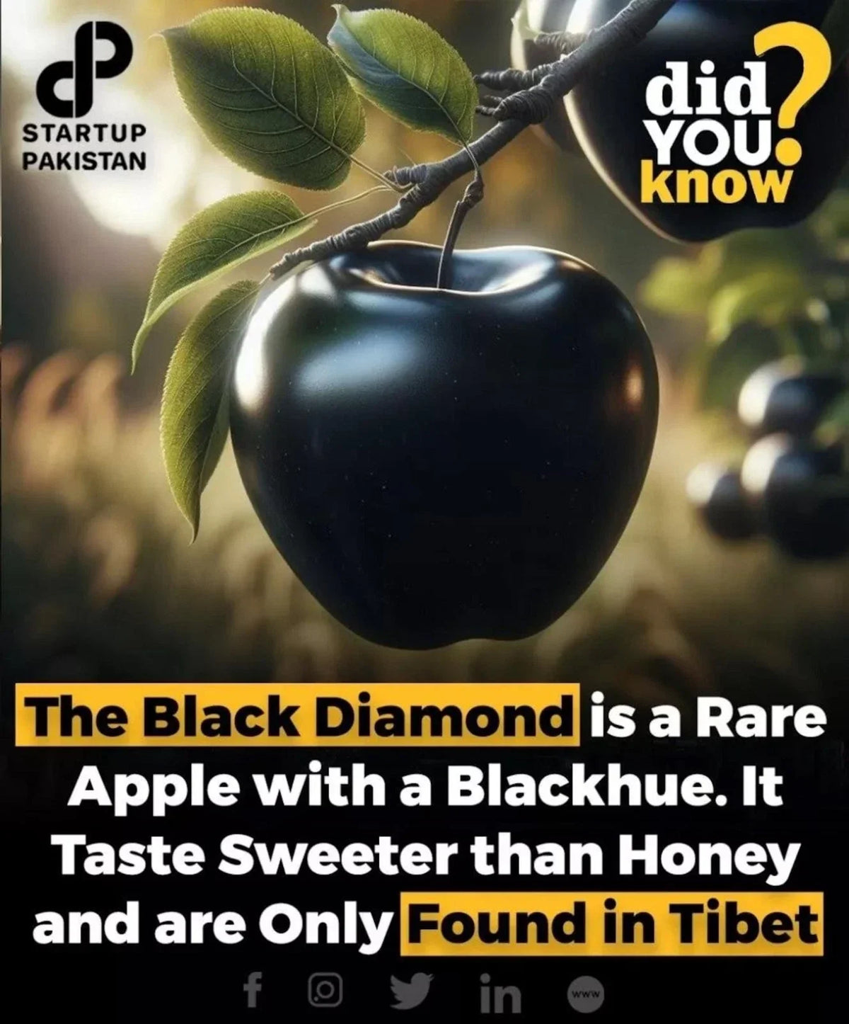 Rare Black Diamond Apple Cutting for Rooting - Malus domestica - Unique Dark Purple-Black Skin, Sweet Flavor, Ideal for Grafting