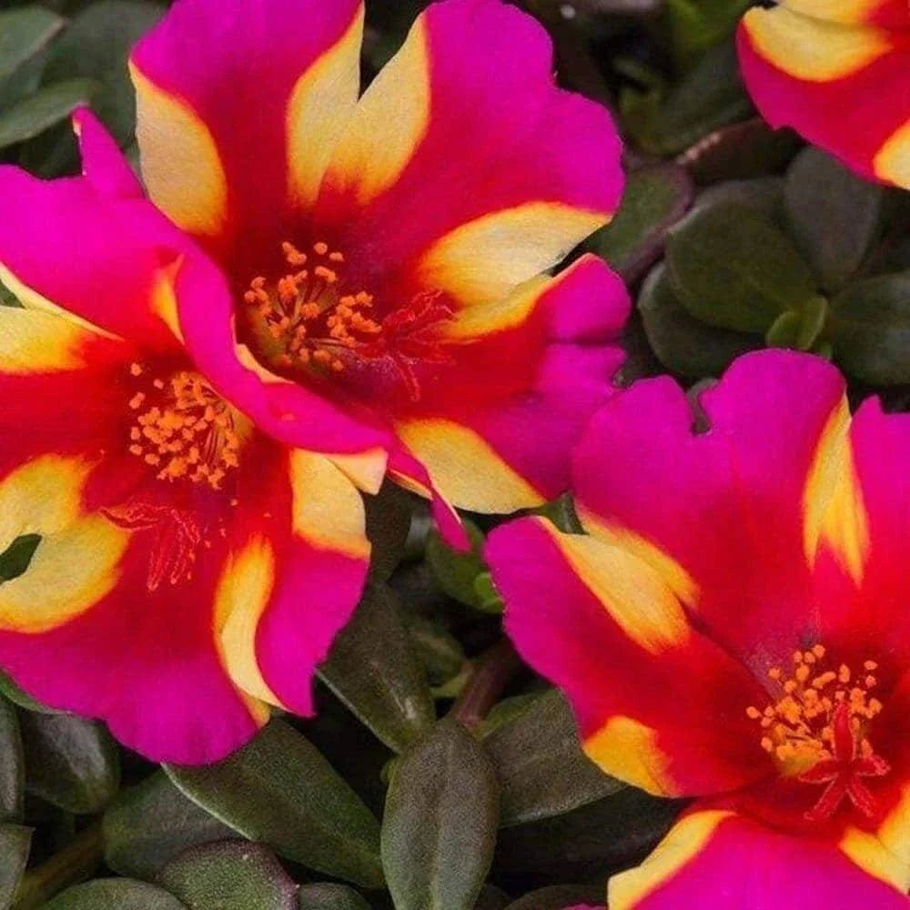 Watermelon Punch Portulaca Seeds - Vibrant Succulent Ground Cover - Edible Purslane - Portulaca Oleracea - US Seller