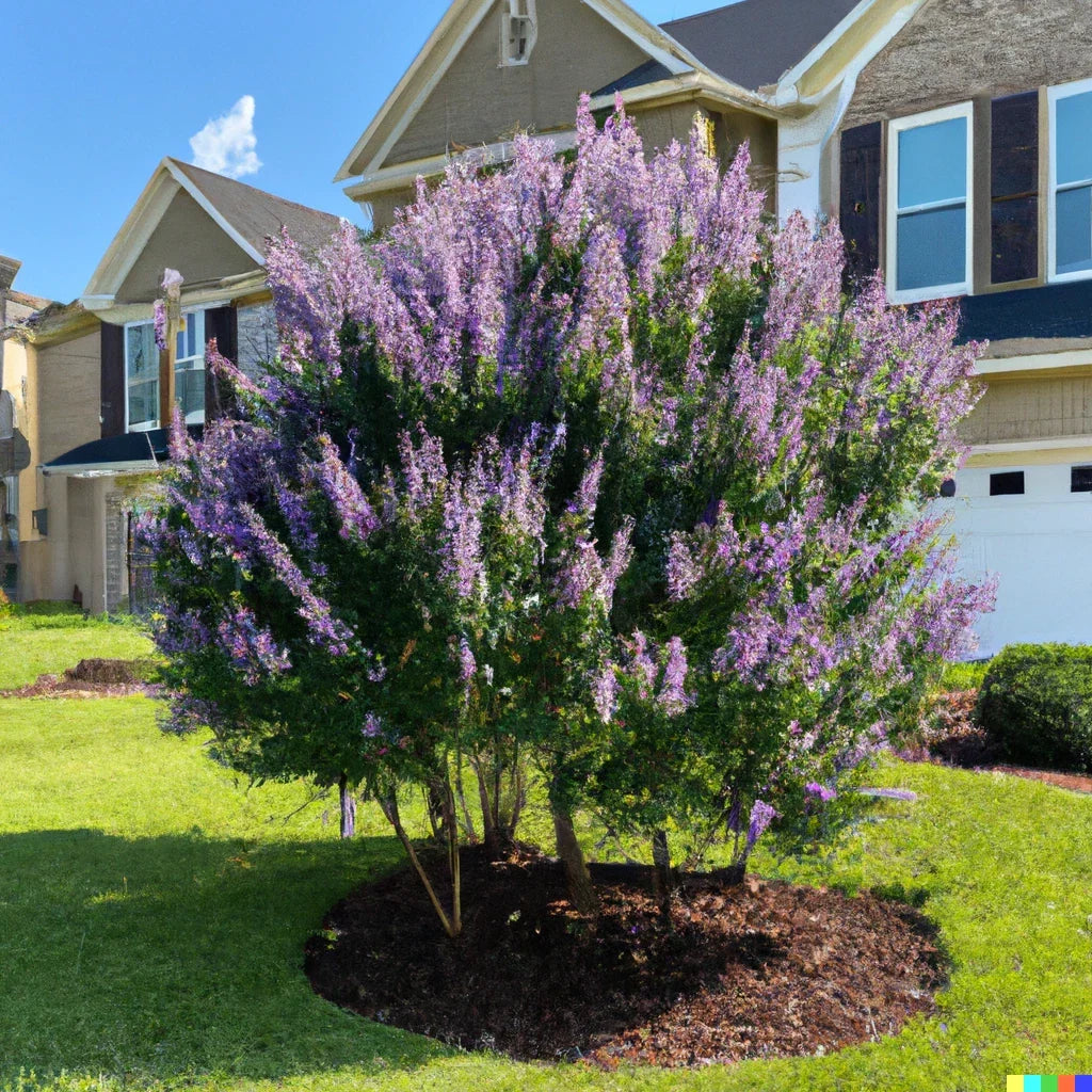 Chaste Tree Seeds 50+ Count, Fast Growing Edible Pepper Substitute, Vitus agnus-castus, Purple Flowers for Gardens