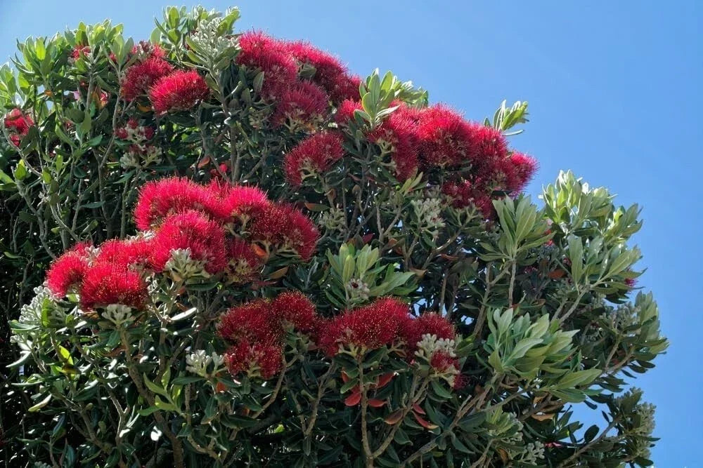 New Zealand Christmas Tree Seeds - 40 Seeds - Metrosideros excelsa - Native Evergreen for Landscaping and Holiday Decor