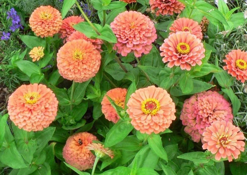 Zinnia Seeds - 100+ Mixed Flower Garden Pack - Rose Zinnia Elegans - Annual - USA Grown - Attracts Pollinators