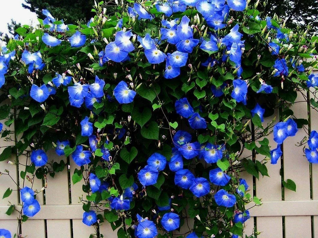 Blue Morning Glory Seeds - 300 Count - Climbing Vine - Ipomoea purpurea - Fast-Growing Blue Flowers for Garden Decor