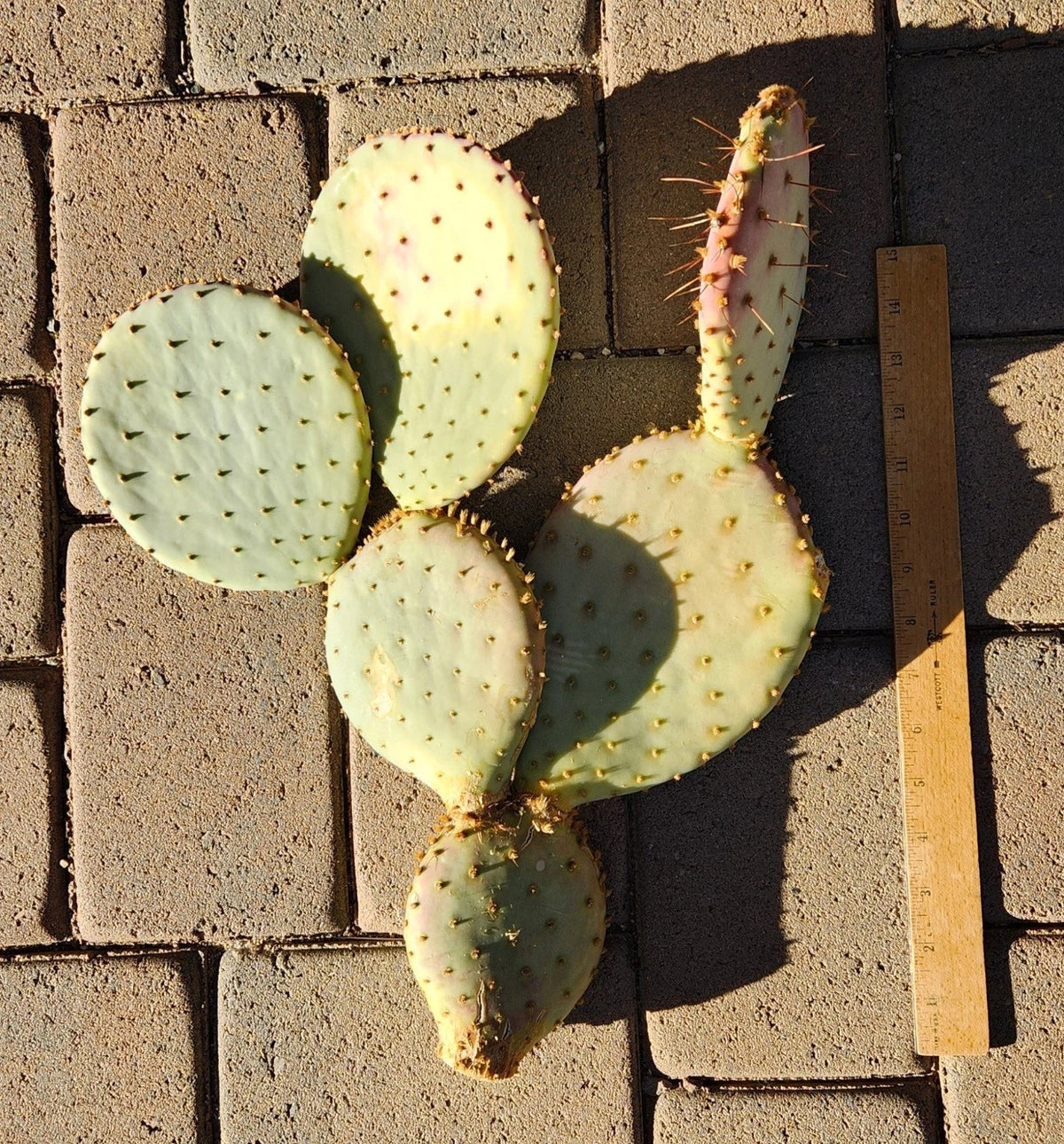 Large Pad Segment Cutting Opuntia Santa-Rita Prickly Pear Cactus - Live Plant for Gardens and Indoor Decor