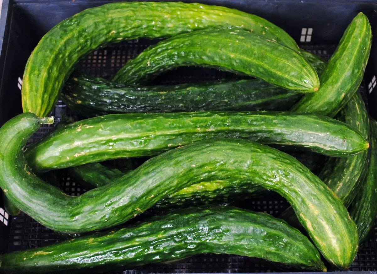 Suyo Long Cucumber Seeds - 50+ Heirloom Non-GMO - Rare Variety - Cucumis sativus - Ideal for Home Gardens and Urban Farms