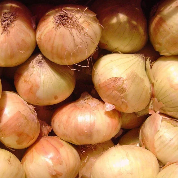 Walla Walla Sweet Onion Seeds | Heirloom Non-GMO | Allium cepa | Perfect for Home Gardens