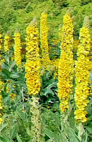 Great Mullein Seeds Bulk - 1000 Wooly Mullein Seeds, Verbascum Thapsus, Hardy Pollinator-Friendly, Drought-Resistant