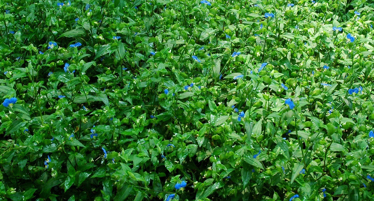 Spiderwort Day Lily Cuttings 10x - Blue Flower Commelina Plant - Live Indoor Outdoor Garden Starter