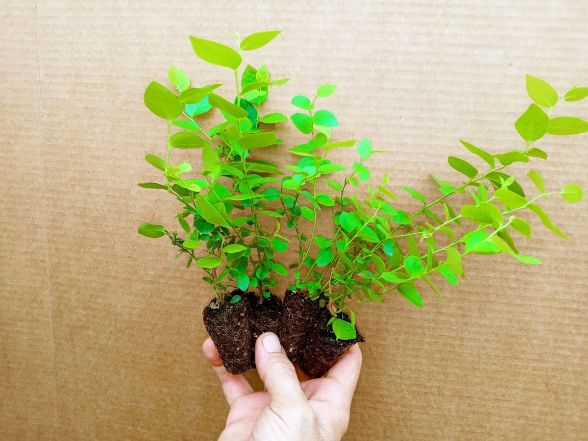 Emerald Blueberry Starter Plants - 4 Pack - High Quality Early Ripening - Vaccinium corymbosum 'Emerald'