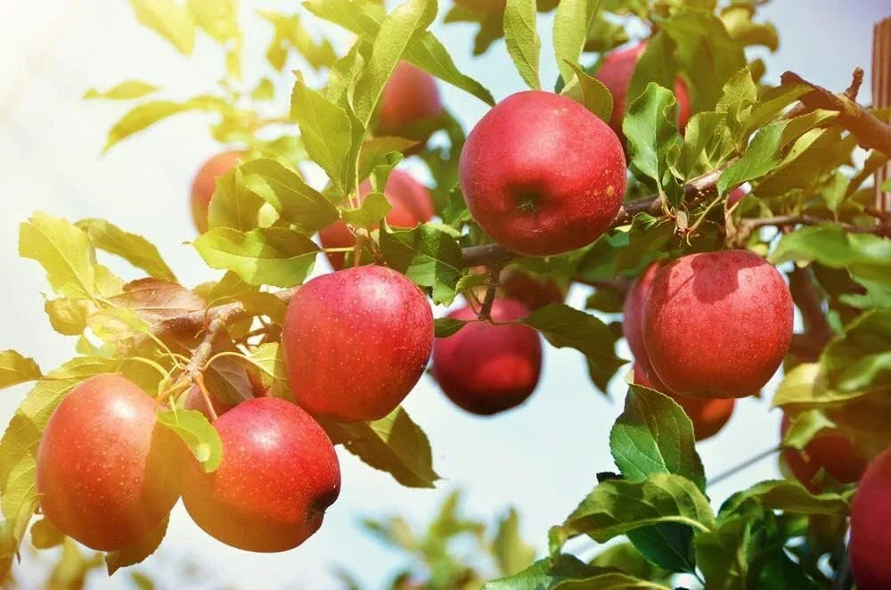 Apple Tree Seedlings - 1-2 Feet - Common Apple - Malus Pumila - Ideal for Non-California Planting, Low Maintenance Gardening
