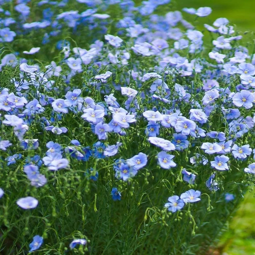 Blue Flax Seeds - 1 oz Pack - Blue Wildflower (Linum lewisii) - Pollinator Friendly, Drought Tolerant, Easy to Grow