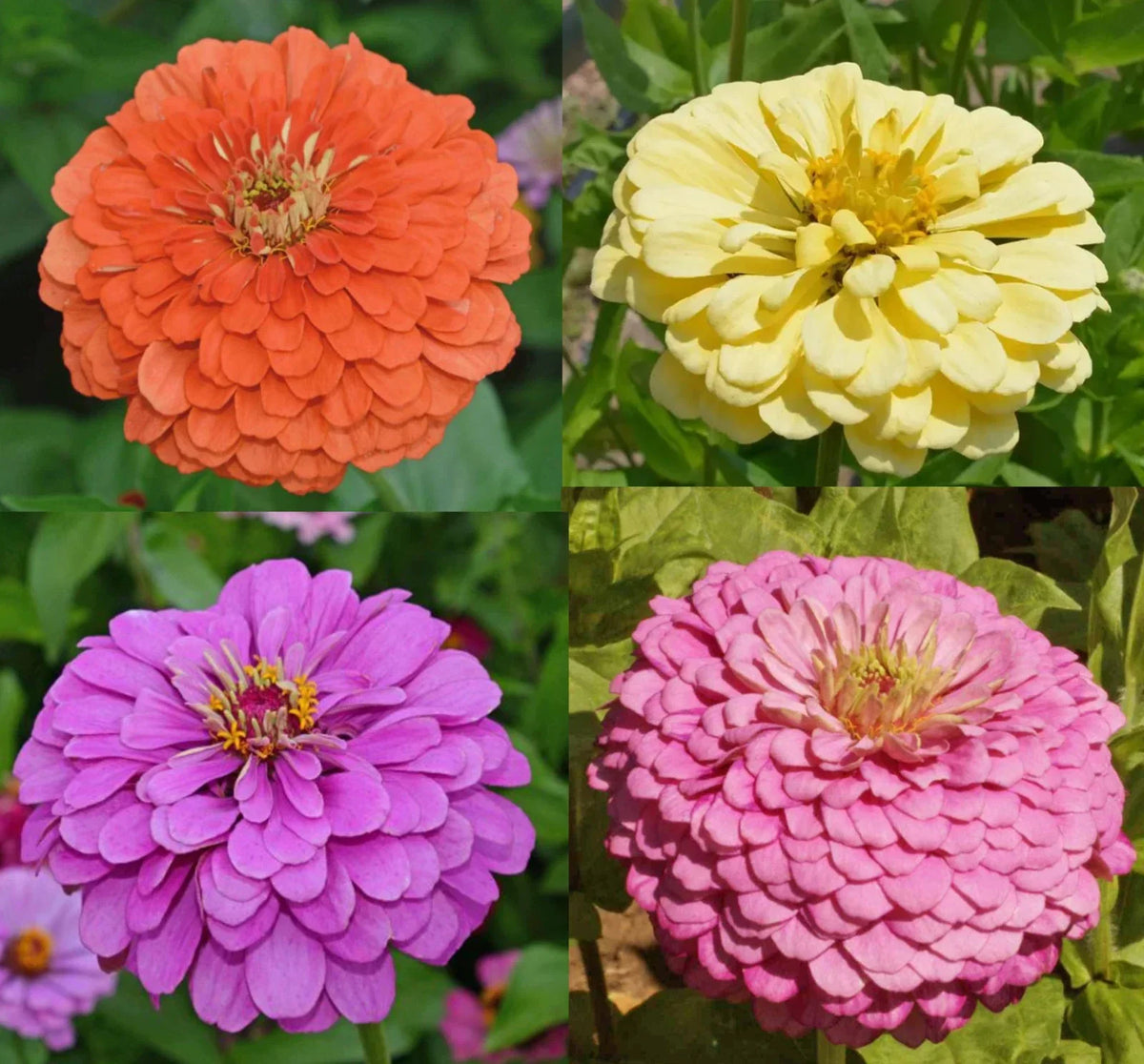 Zinnia Seeds Tranquility Mix, 100 Seeds, Attracts Butterflies & Hummingbirds, Zinnia elegans