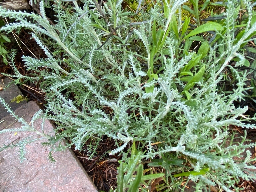 White Santolina Cuttings 4-Pack | Fragrant Herb Shrub | Santolina chamaecyparissus | Cold Hardy, Low Water, Insect Repellant