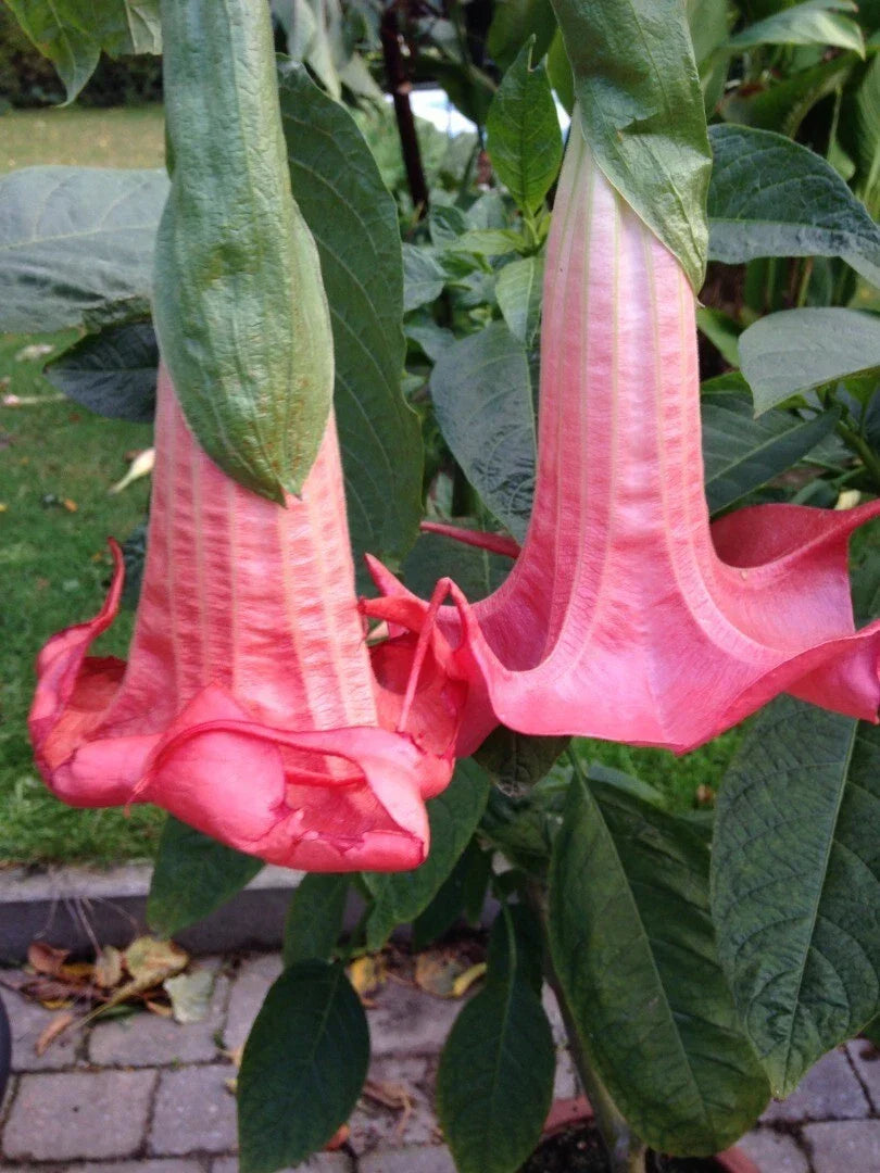 Red Prince Angel Trumpet Seeds - 10 Premium Brugmansia Datura Seeds - USA Grown, Fragrant Red Flowers