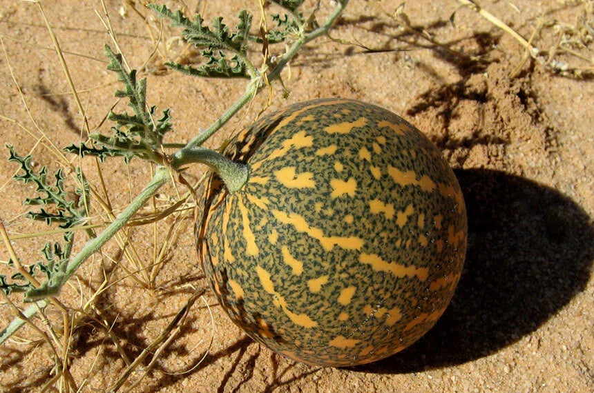 Colocynth Bitter Apple Seeds - 15-300 Seeds, Citrullus colocynthis, Bitter Cucumber Vine of Sodom, Unique Ornamental Plant