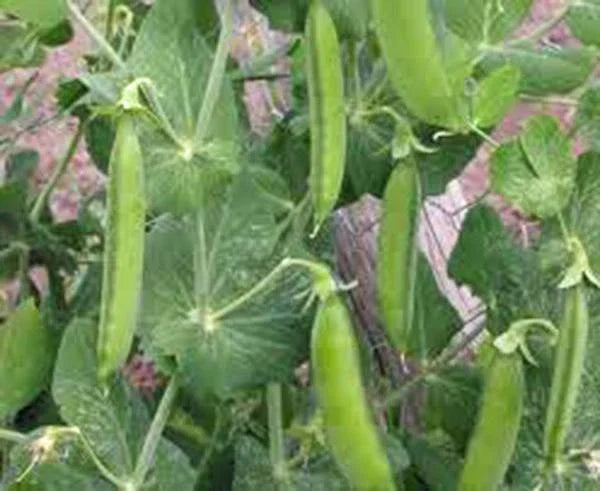 Little Marvel Pea Seeds, 20+ Non-GMO Heirloom Seeds, Sweet Peas, Pisum sativum – Perfect for Small Gardens