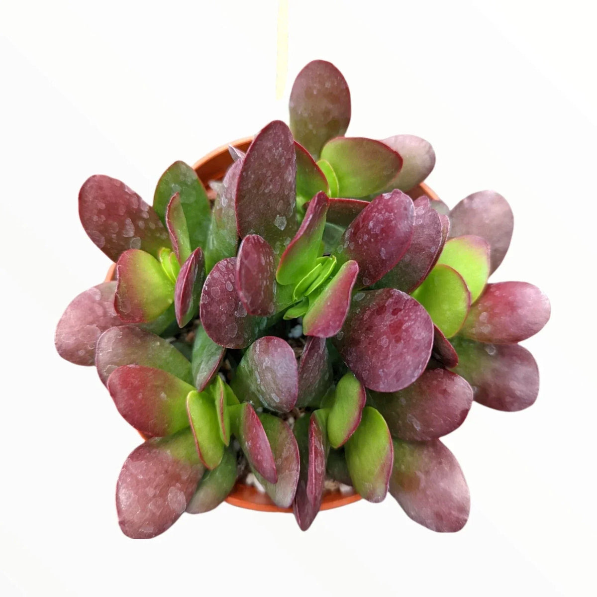Crassula Clavata Succulent 4" Bare Root Plant, Deep Red Propeller Plant for Indoor Gardening and Decor