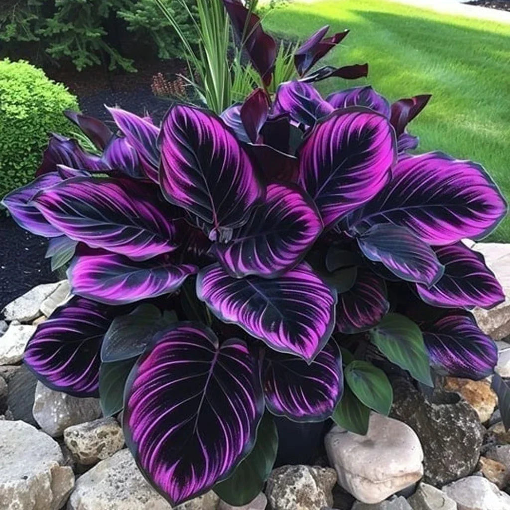 Purple Tip Calathea Seeds - 25+ High-Quality Calathea ornata for Garden Planting - Vibrant Purple and Green Foliage