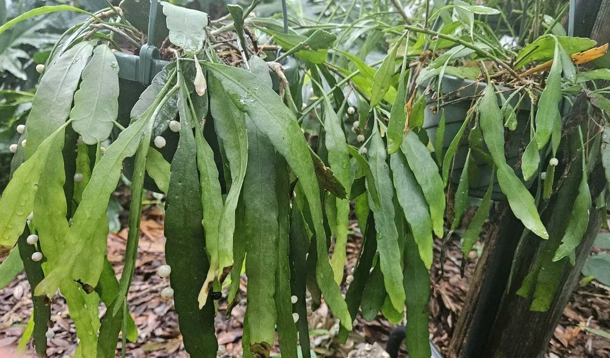 Mistletoe Cactus Cuttings - 4 Leaf Rhipsalis Ramulosa - Indoor Succulent Plant - Pseudorhipsalis Kimnachia