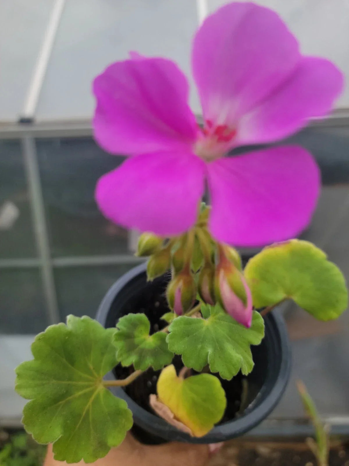 Geranium Plant Plugs 1" Lavender Blue Pelargonium x hortorum Live Garden Flowers for DIY Projects