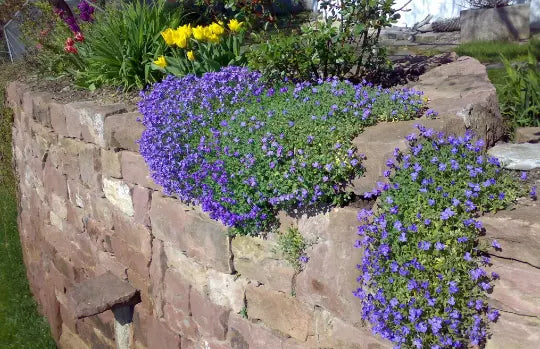 Cascade Blue Rock Cress Seeds - 100 Premium Seeds - Aubrieta Hybrida Superbissima - Perennial Flower for Rock Gardens