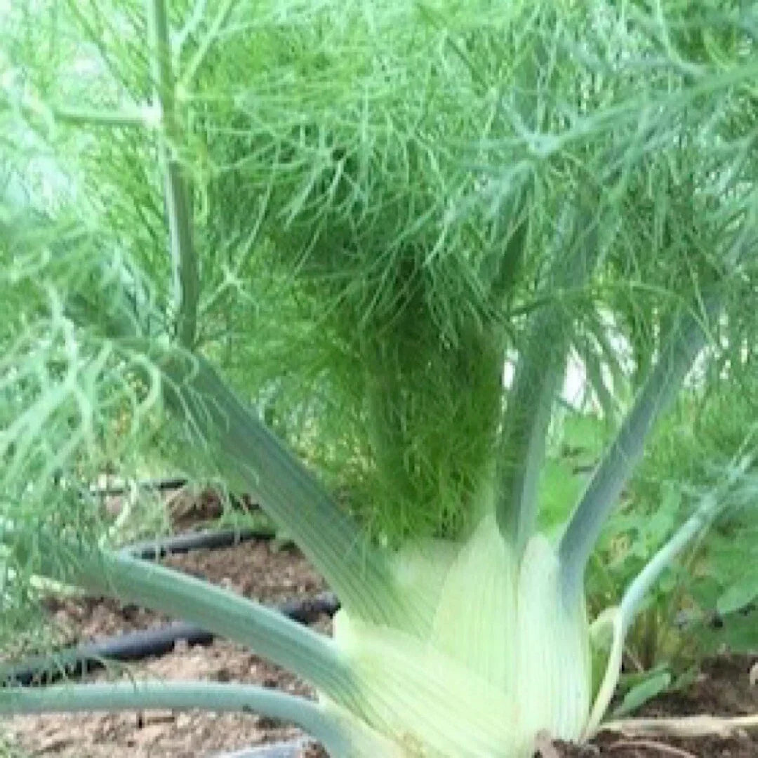 200+ Florence Fennel Seeds, Herb Garden Seeds, Foeniculum vulgare, USA Grown, Culinary Herb for Cooking and Flavor