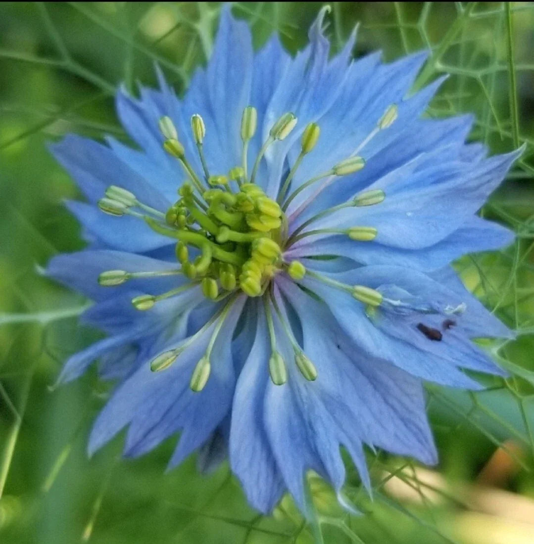 LOVE-IN-A-MIST Fresh Seeds 100+ Count Heirloom Organic Nigella damascena USA Grown for Gardens and Pollinator Attraction