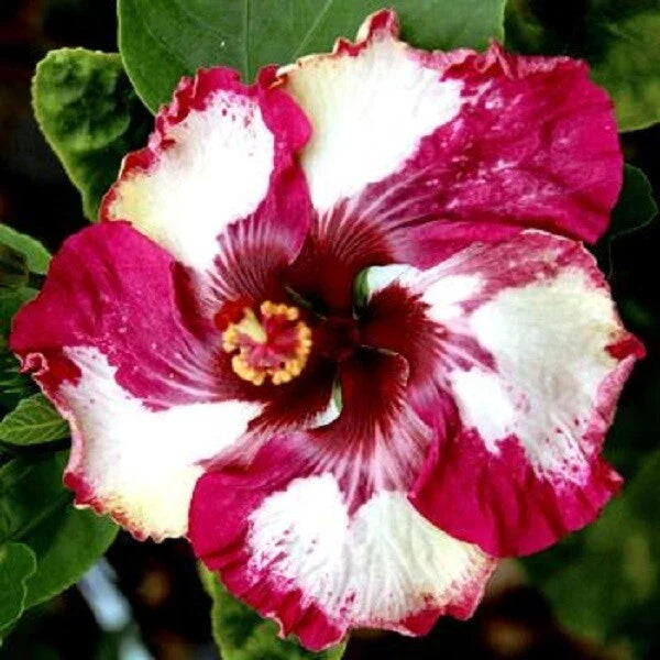 Hibiscus Flower Seeds - 20 Pack Red & White Perennial - Hibiscus rosa-sinensis - Easy to Grow for Vibrant Garden Display