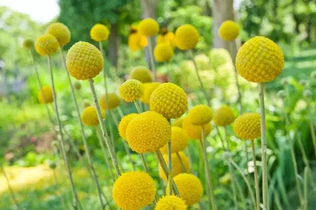 Yellow Globe Flower Seeds - 50 Seeds - Trollius aureus - Perfect for Cut Flowers & Flower Bonsai - Vibrant Yellow Blooms