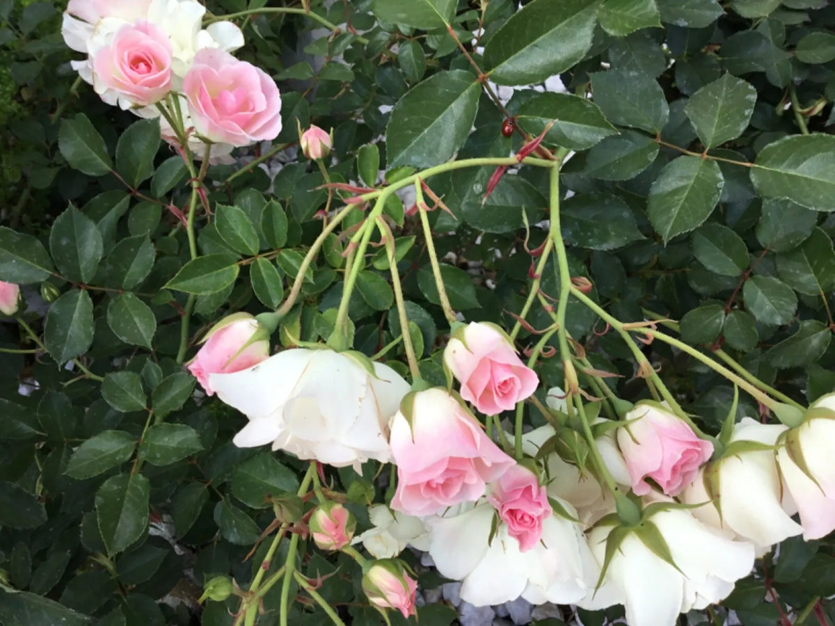 Frosty Pink Florabunda Rose Cuttings - 4 Rooting Cuttings - Rosa 'Frosty Pink' - Vibrant Blooms for Easy Gardening
