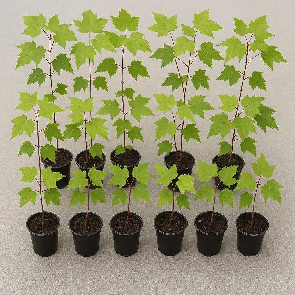 Florida Red Maple Tree Seedlings 8"-15" Live Plants Acer Rubrum Deer-Resistant Fast Growing Outdoor Garden Trees