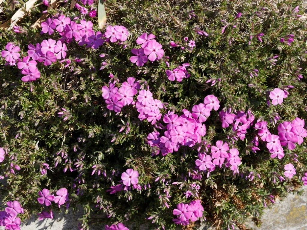 Red Admiral Phlox Seeds - 100+ Count - Bright Red Flowers - Phlox paniculata - Ideal for Garden Planting, USA