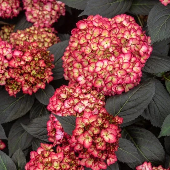 Rare Hydrangea Bundle - 4 Rooted Cuttings - Dark Foliage - Hydrangea macrophylla - Premium Quality Garden Plants