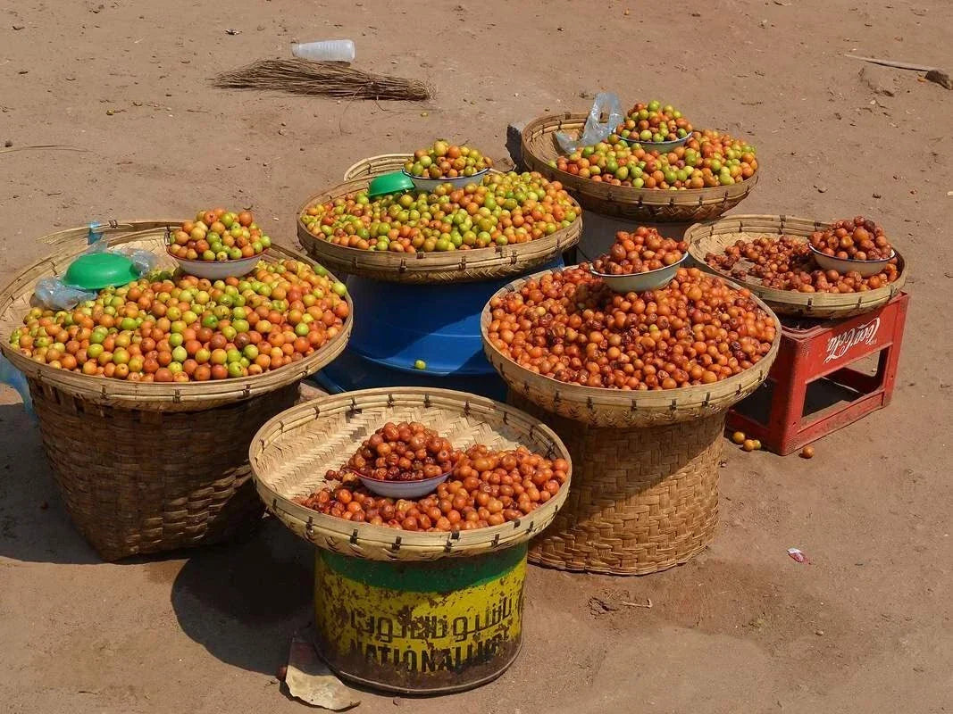 Indian Jujube Seeds - 10 Seeds - Ziziphus mauritiana - Chinese Date for Planting, Drought-Tolerant Fruit Tree