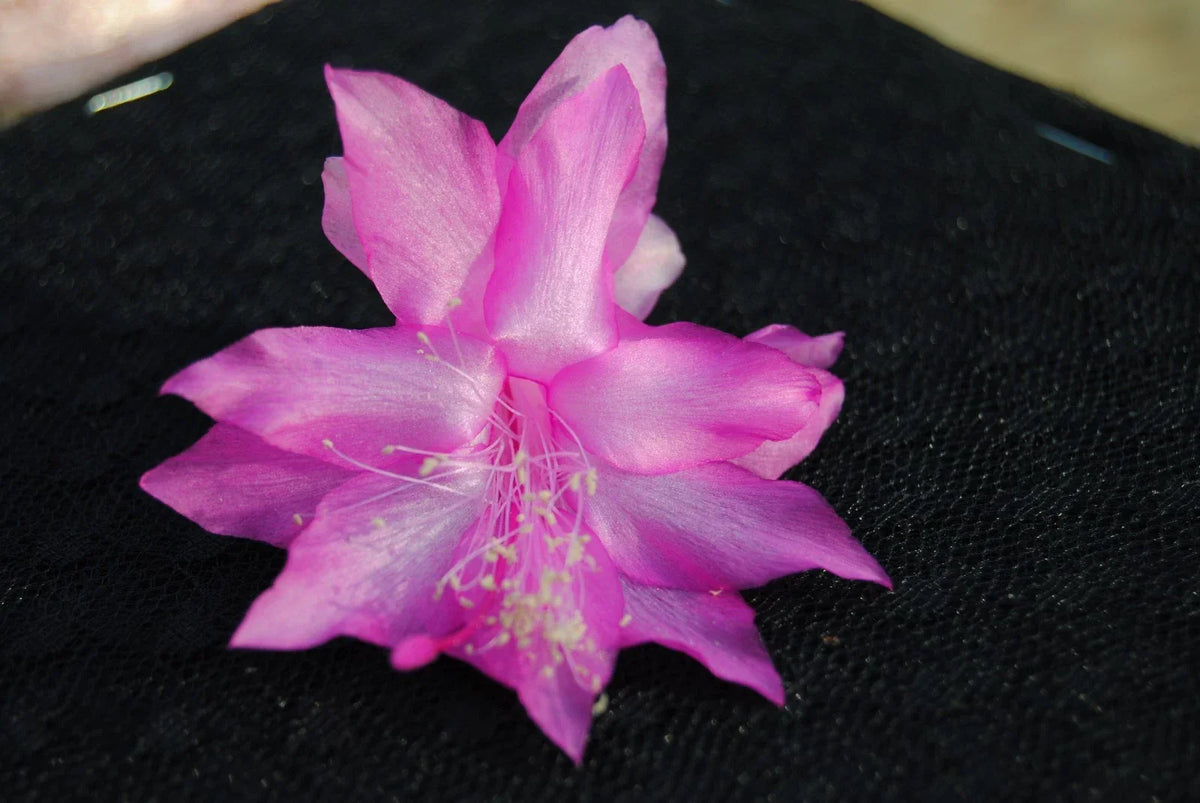 Christmas Cactus Starter Plant - Miss Shimano - Schlumbergera Truncata - Healthy Well-Rooted Succulent for Indoor Gardening