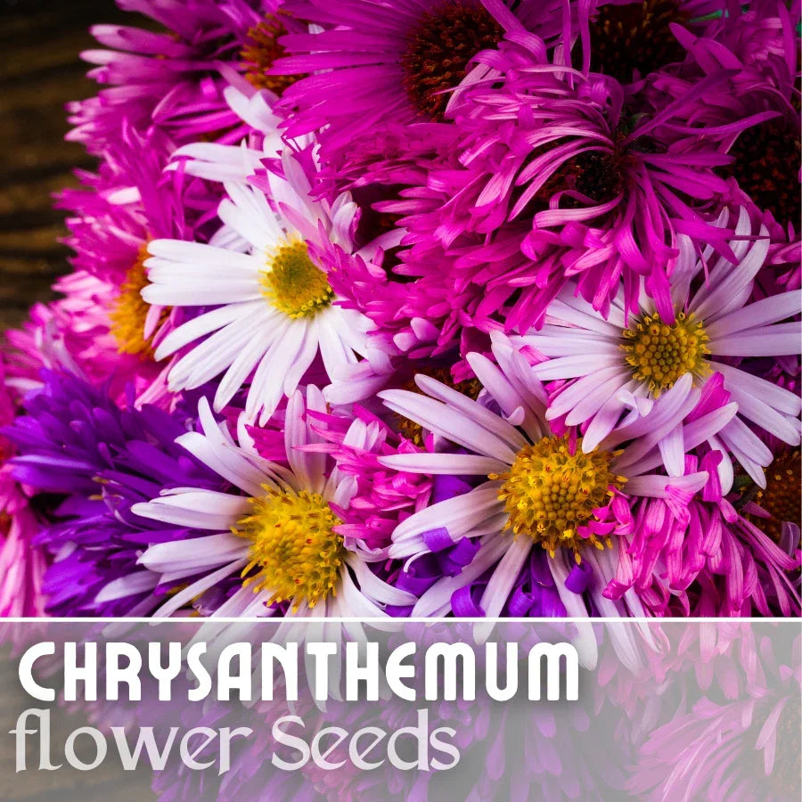 Easter Mix Mum Seeds - 200+ Colorful Chrysanthemum Seeds - Chrysanthemum morifolium - Annual Flower for Gardens & Containers