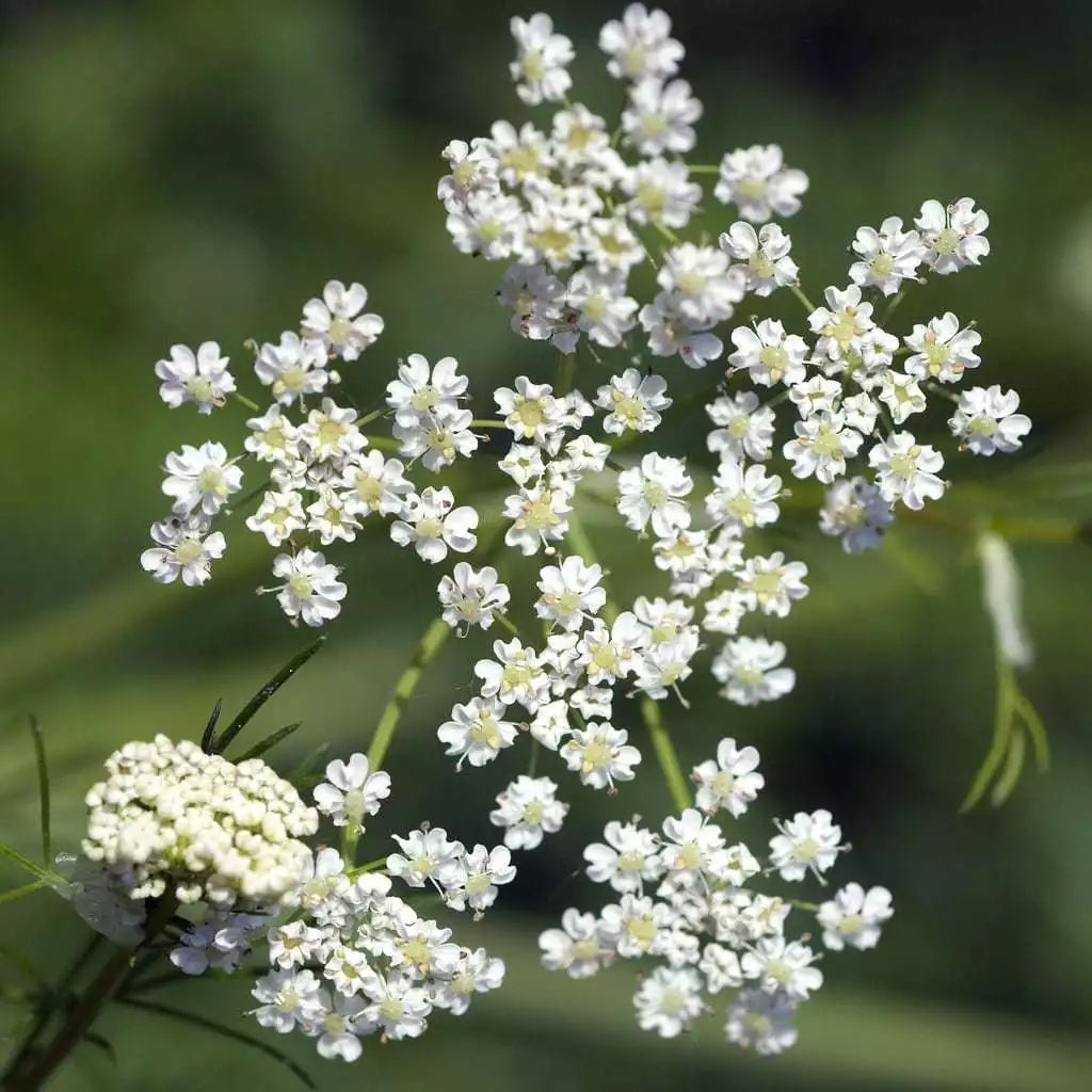 Caraway Seeds - NON-GMO Herb for Garden Planting - Carum carvi - Various Sizes Available