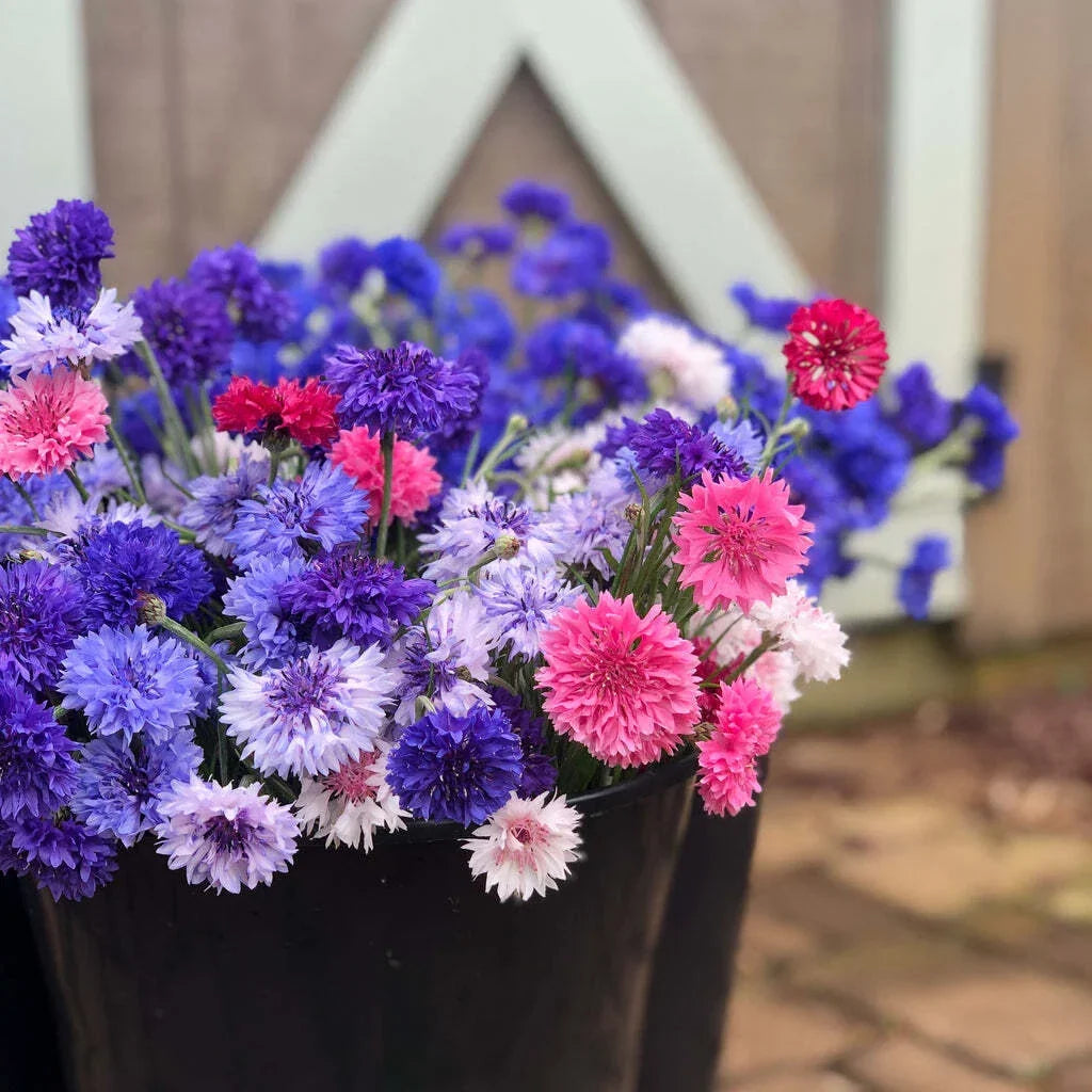 Bachelor Button Seeds Mix - Colorful Cutting Garden Blend - Centaurea cyanus - Flower Seeds for Bouquets and Pollinators